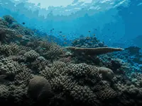 World Reef Day thumbnail