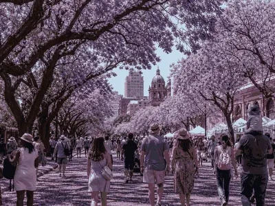 Pretoria Jacaranda Festival