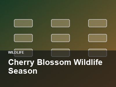Cherry Blossom Wildlife Season thumbnail