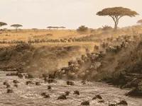 Great Migration thumbnail