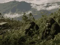 Kwita Izina thumbnail