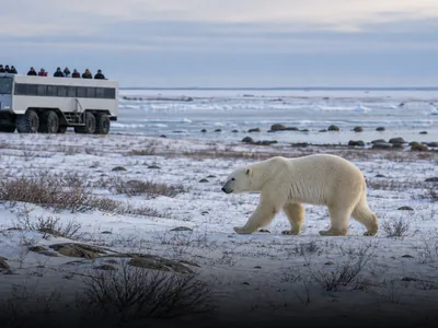 Polar Bear Week Churchill