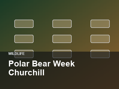 Polar Bear Week Churchill thumbnail