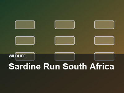 Sardine Run South Africa thumbnail