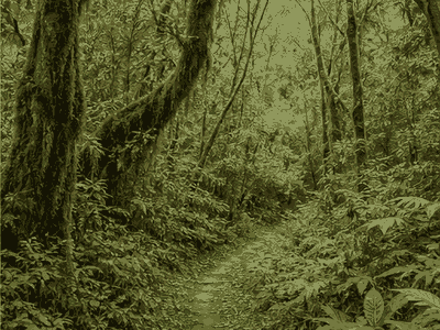 Kibira National Park, Gitega