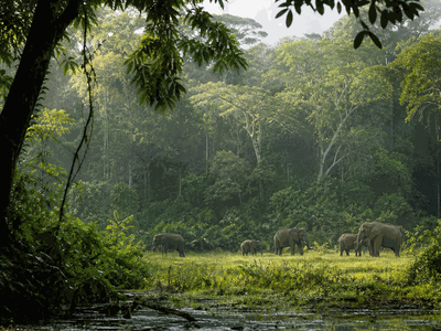 Central African Republic thumbnail