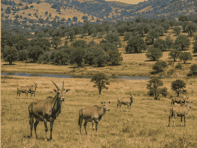 Mlilwane Wildlife Sanctuary, Mbabane