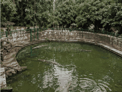 Kachikally Crocodile Pool, Banjul