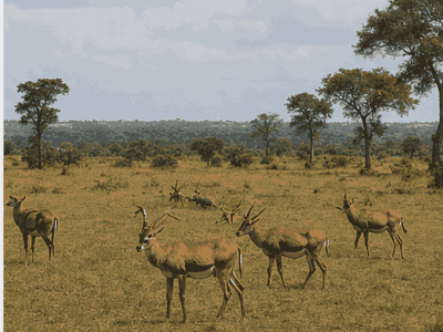 Parc National d'Abokouamekro, Yamoussoukro