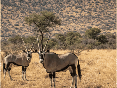 Daan Viljoen Game Reserve, Windhoek