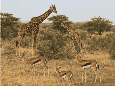 W National Park, Niamey