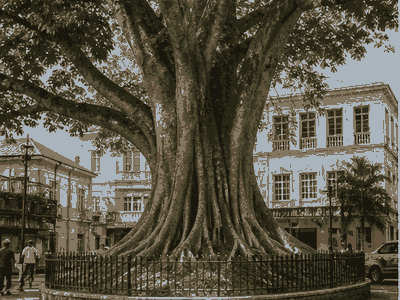 Cotton Tree, Freetown