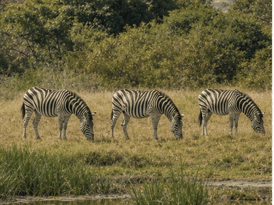 Mukuvisi Woodlands, Harare