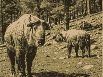 Motithang Takin Preserve, Thimphu