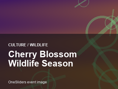 Cherry Blossom Wildlife Season thumbnail